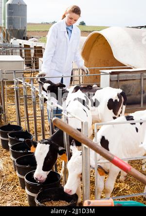 Veterinario che ispeziona vitelli in azienda lattiero-casearia Foto Stock