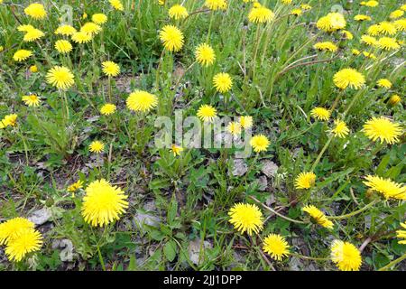 Dente di leone giallo fiorente come tappeto di fiori sulla luminosa vista giorno soleggiato primo piano Foto Stock