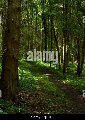 Un percorso di terra attraverso la luce del sole annidata e filtrata dalle foglie, ricca vegetazione e fresco ombreggiato in una foresta densamente alberata del Regno Unito in primavera. Foto Stock