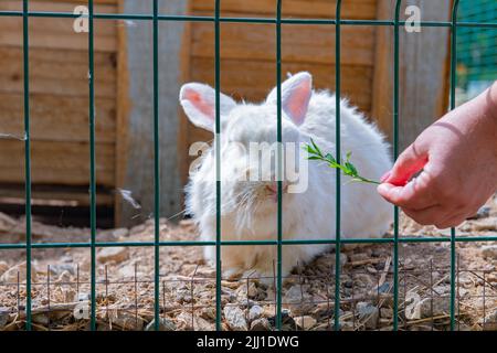 erba alimentò coniglio bianco in una gabbia Foto Stock