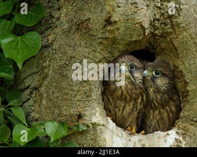 Un paio di pulcini di gheppio affamati guardare fuori dalla sicurezza del loro albero nido cavo per scannerizzare i cieli per un genitore portare cibo. Foto Stock