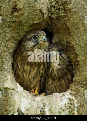 Un paio di pulcini di gheppio quasi-feged osservano fuori dal loro nido cavo dell'albero, quasi sembrante controllare le condizioni prima forse di avventurarsi fuori. Foto Stock