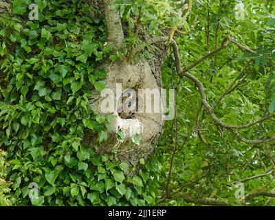 Un paio di pulcini di gheppio affamati guardare fuori dalla sicurezza del loro albero nido cavo per scannerizzare i cieli per un genitore portare cibo. Foto Stock