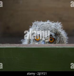 i pulcini del gufo dell'aquila si avvicinano Foto Stock