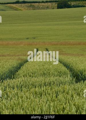 La diminuzione dei cingoli del trattore si estende attraverso colline illuminate dal sole e campi ondulati di grano; una vista delle terre verdi e piacevoli. Foto Stock