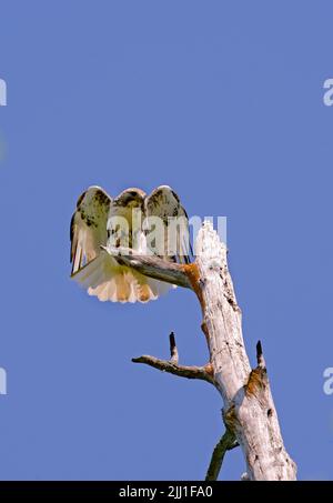 Hawk a coda rossa, fase a coda bianca, arroccato Foto Stock