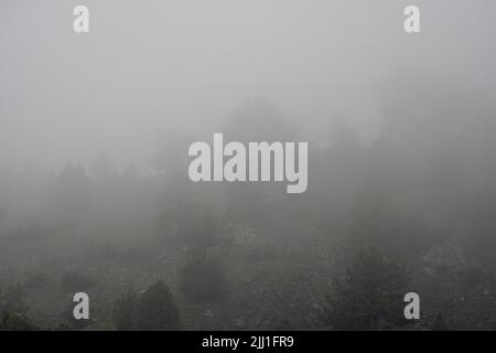 Fuoco selettivo sparato dalla vista opposta della foresta sulla montagna in tempo nebbia. Foto Stock
