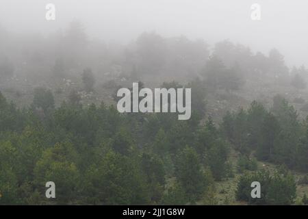 Fuoco selettivo girato dalla vista opposta della foresta di montagna nella nebbia. Foto Stock