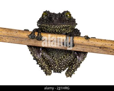 Rana Mossy aka Theloderma corticale, seduta su bastone di legno. Isolato su sfondo bianco. Foto Stock