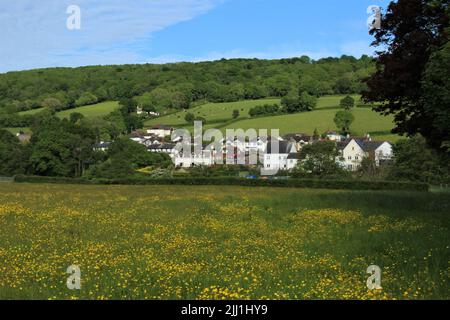 Fortescue, Devon, Inghilterra, in estate. Buttercup pieno di prato di fronte alla pittoresca città idilliaca Devonian che si trova ai piedi della collina di Salcombe. Foto Stock