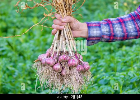 aglio appena raccolto nelle mani di un coltivatore. Prodotto ecologico. Attenzione selettiva Foto Stock