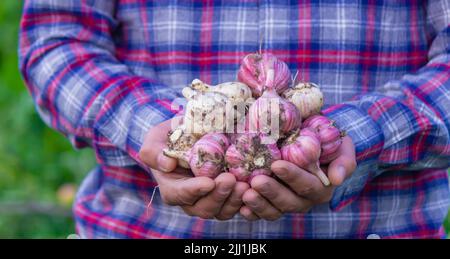 aglio appena raccolto nelle mani di un coltivatore. Prodotto ecologico. Attenzione selettiva Foto Stock