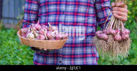 aglio appena raccolto nelle mani di un coltivatore. Prodotto ecologico. Attenzione selettiva Foto Stock