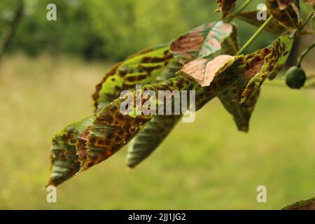 Castagno di cavallo (Aesculus hippocastanum) foglie affette da falena di estrazione delle foglie (Cameraria ohridella) Foto Stock