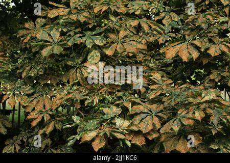 Castagno di cavallo (Aesculus hippocastanum) colpito dalla falena delle foglie (Cameraria ohridella) attraverso il suo fogliame Foto Stock