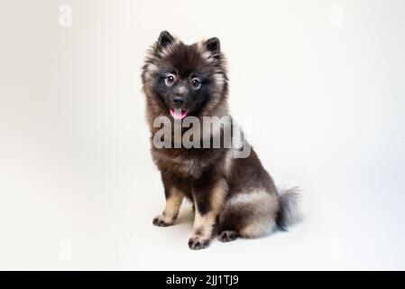 Cucciolo Keeshond con occhiali bianchi ed espressione intelligente. Monolocale su uno sfondo semplice. Cane grigio di medie dimensioni. Foto Stock