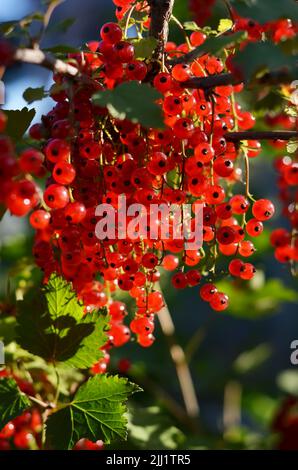 Grappoli di ribes rosso maturo su un ramo nel giardino in una giornata luminosa di sole. Il concetto di coltivare il vostro proprio alimento biologico. Foto Stock