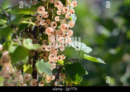 Il Whitecurrant è un gruppo di cultivar del ribes rosso che cresce nel vostro giardino. Concetto di giardinaggio organico. Primo piano, messa a fuoco selettiva. Foto Stock