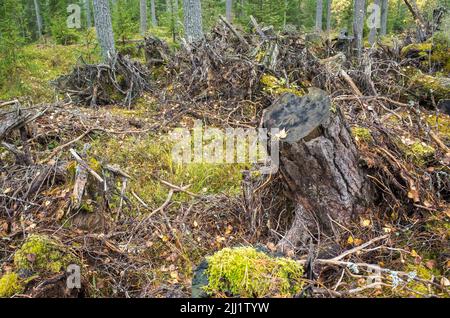 Un moncone e alberi rotti in foresta di conifere in una giornata nuvolosa Foto Stock