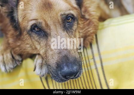Faccia del vecchio cane triste che si posa sul letto giallo Foto Stock