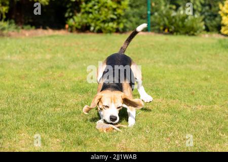 Un'aquila carina nera e marrone che corre e che raccoglie un giocattolo in giardino Foto Stock