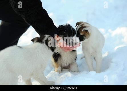 Via cuccioli di cane randagio mangiare da donna mano sulla neve nel parco della città Foto Stock