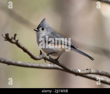 Un primo piano poco profondo della messa a fuoco di un piccolo uccello di titmouse tufted che siede su un ramo dell'albero Foto Stock