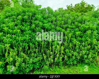 Un closeup Shot di piante medicinali ayurvediche pianta indiana Thor foto Foto Stock
