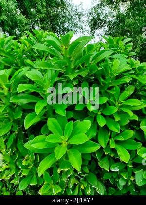 Un closeup Shot di piante medicinali ayurvediche pianta indiana Thor foto Foto Stock