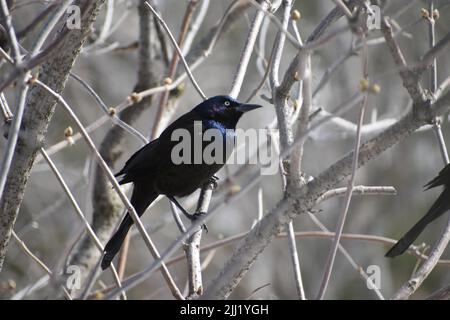 Un grackle comune nel giardino, Sainte-Apolline, Quebec, Canada Foto Stock