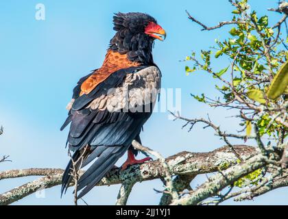 Bateleur Eagle Kruger National Park Foto Stock