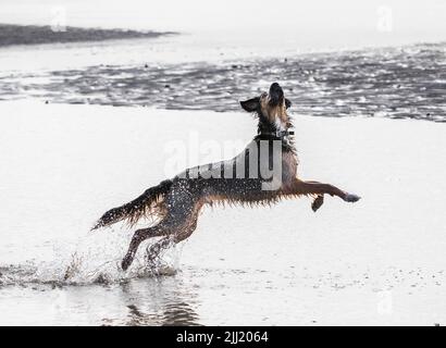 Fountainstown, Cork, Irlanda. 22nd luglio 2022. 'Wally' un mix Red Setter che ha divertimento a battere pietre sulla spiaggia a Fountainstown, Co. Cork, Irlanda. - Picture Credit: David Creedon/Alamy Live News Foto Stock