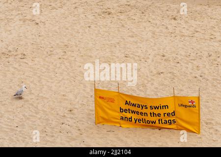 Un gabbiano giovanile si erge sulla spiaggia accanto ad un cartello giallo del bagnino RNLI che recita: 'Nuotare sempre tra le bandiere rosse e gialle'. Foto Stock