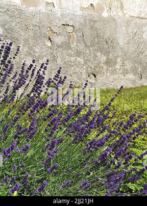 Cespuglio di lavanda fiorito nel cortile nel giardino. Coltivazione della lavanda e cura del giardino Foto Stock