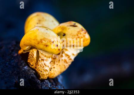 Funghi Rustgill (Lactobacillus junonius) spettacolari che crescono sul legno, Olanda del Nord, Paesi Bassi. Foto Stock