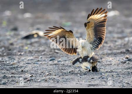 Caracara (Milvago chimachima), coppia di fiocchi di caracara (Milvago chimachima), fiume Tarcoles, Costa Rica. Foto Stock