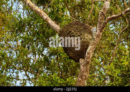 Nido d'ape in un albero, Costa rica. Foto Stock