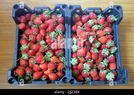 Raccolto di fragole rosse mature raccolte in due casse di plastica su sfondo di legno vista dall'alto Foto Stock