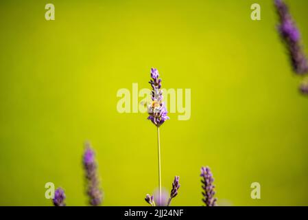 Wildbee raccolta polen da fiore lavendel Foto Stock
