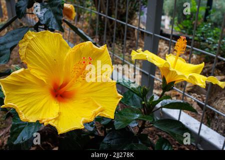 Giardini Achilleion della residenza estiva neoclassica dell'imperatrice Sissi, isola di Corfù, Grecia Foto Stock