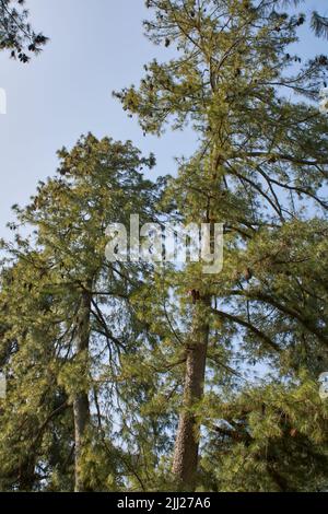 Pinus strobus silhouette Foto Stock