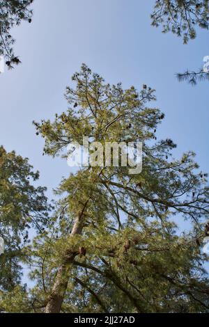 Pinus strobus silhouette Foto Stock