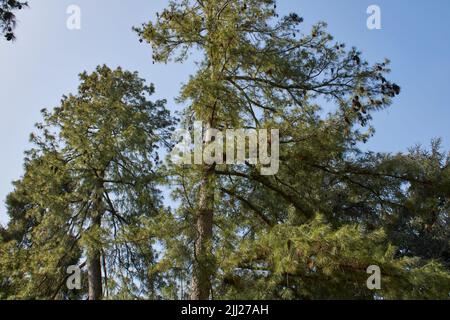 Pinus strobus silhouette Foto Stock