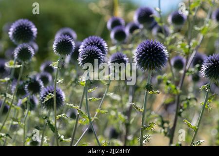 Thistle globo ruteniano, conosciuto anche come Echinops bannaticus, che cresce tra le erbe, fotografato durante un'ondata di caldo a Villandry, nella Valle della Loira, Foto Stock