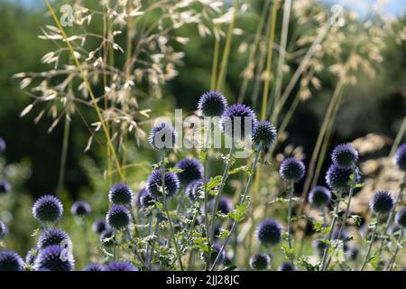 Thistle globo ruteniano, conosciuto anche come Echinops bannaticus, che cresce tra le erbe, fotografato durante un'ondata di caldo a Villandry, nella Valle della Loira, Foto Stock