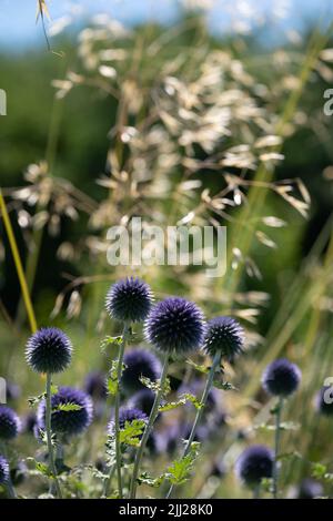 Thistle globo ruteniano, conosciuto anche come Echinops bannaticus, che cresce tra le erbe, fotografato durante un'ondata di caldo a Villandry, nella Valle della Loira, Foto Stock