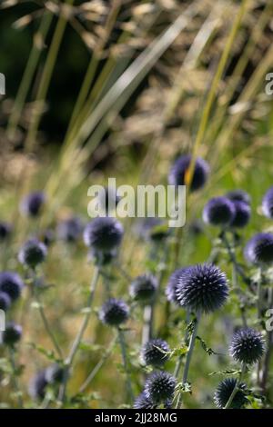 Thistle globo ruteniano, conosciuto anche come Echinops bannaticus, che cresce tra le erbe, fotografato durante un'ondata di caldo a Villandry, nella Valle della Loira, Foto Stock