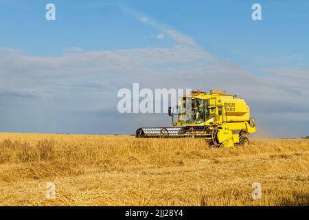 Porta il grano con una massiccia mietitrebbia gialla in una calda serata estiva nella vale di Glamorgan. Foto Stock