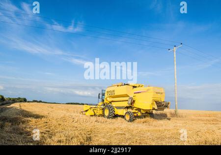 Porta il grano con una massiccia mietitrebbia gialla in una calda serata estiva nella vale di Glamorgan. Foto Stock