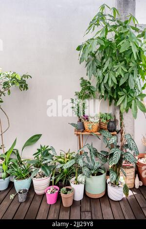 Diverse piante decorative di vario tipo con molti vasi diversi, pachira aquatica, schefflera, palme, pavimenti in legno in una soffitta Foto Stock